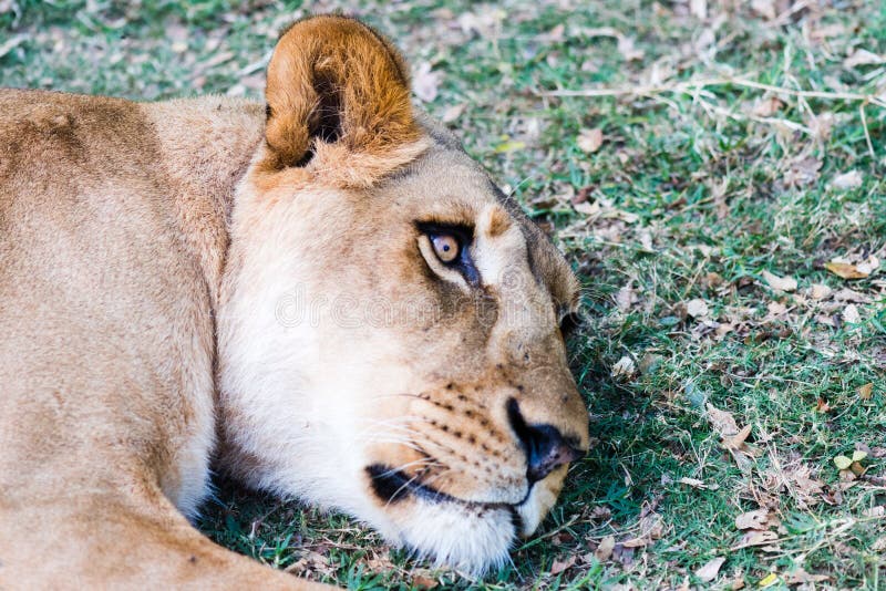 Включи дикая львица. Дикая львица. Wild lioness minoqiz. Дикая львица слова. Wild lioness Turkish.