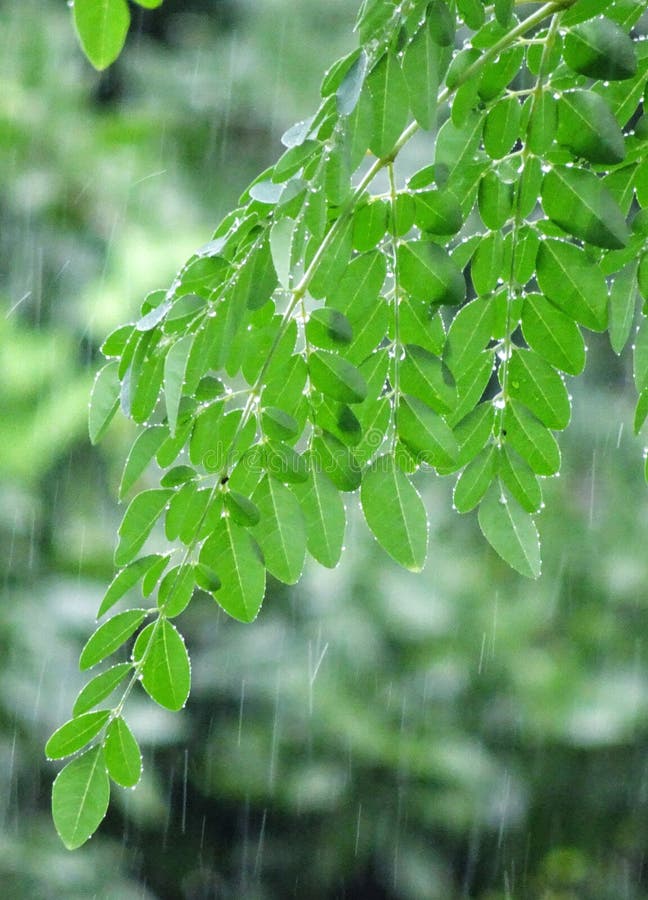 Дождь На Листьях Фото