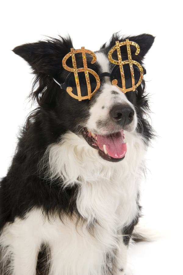 Money pet. Собака доллар. Собачка с долларом. Долларовые щенки.