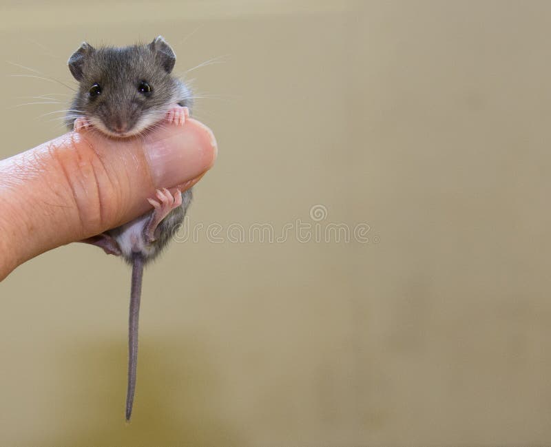Мышь малютка детеныш. Крыса дамбо голубая норка. Полевая мышь малютка. Серая крыса и домовая мышь. Мышка землеройка.