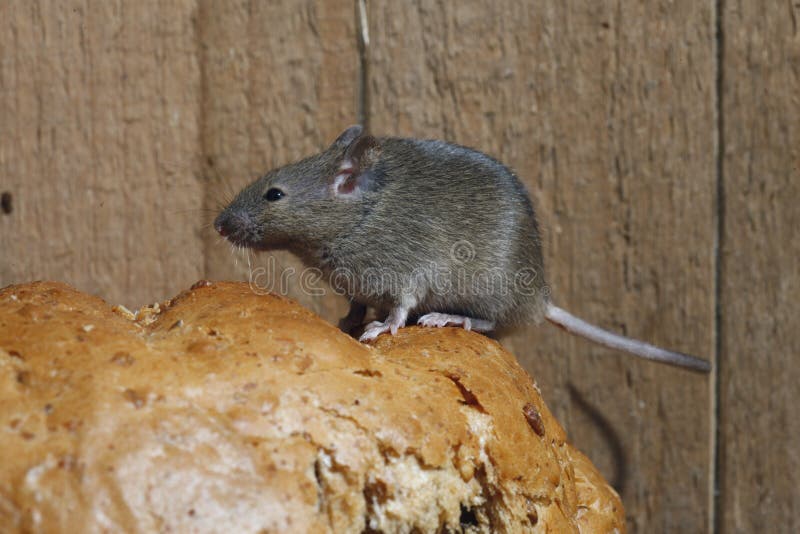 Экспериментатор поместил домовую мышь. Домовая мышь. Мыши в доме. Домовая мышь размер. Дом мышонка из осоки.