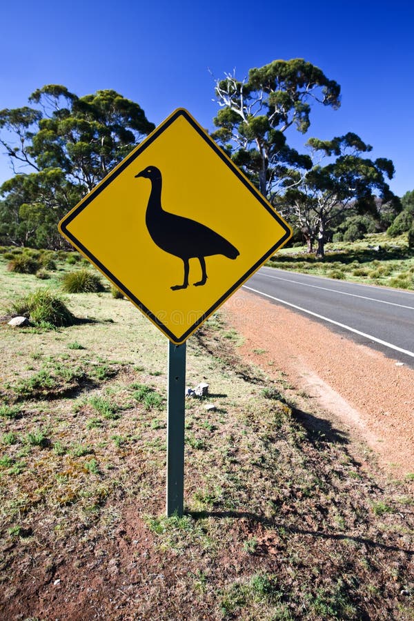 Знак с утками. Необычные дорожные знаки Австралии. Знак с утками желтый. Австралийский знак с птицей. Знаки в Австралии дорожные феи.