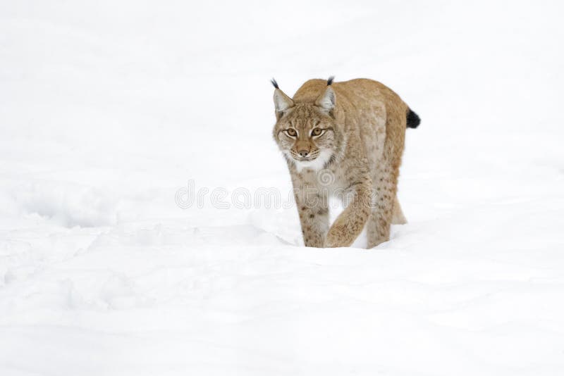 Рысь гуляет. Lynx walk Side PNG. Lynx walk right Side PNG. Lynx walk back PNG.