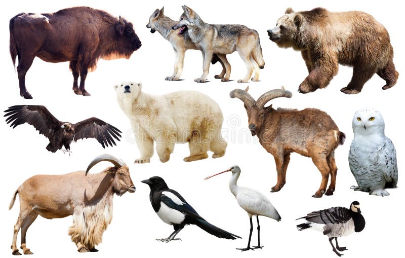 Animals of Europe Collection (1129199) Characters Design Bundles Animals, Cartoo
