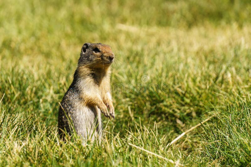 Суслик майнкрафт. Spermophilus undulatus фото.