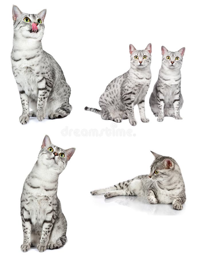 Египетские коты Mau стоковое фото. изображение насчитывающей глаза -  27359354
