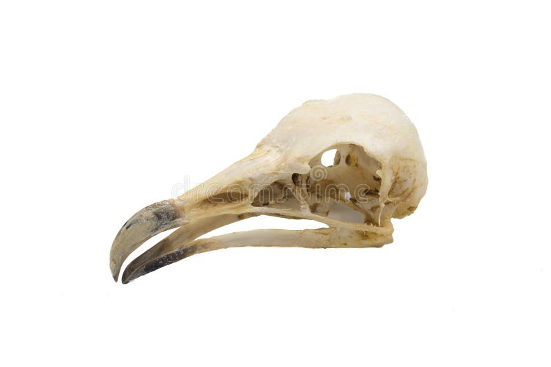 Челюсти птицы покрыты. Египетский гриф - Neophron percnopterus череп. Челюсти птиц. Птичий череп. Череп Стервятника.