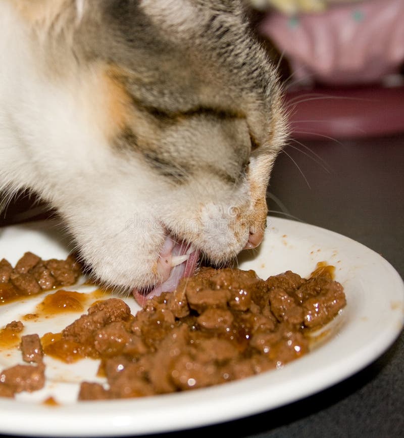 Можно кормить кота сырым мясом. Еда для кошек. Котик с едой. Еда для котиков.