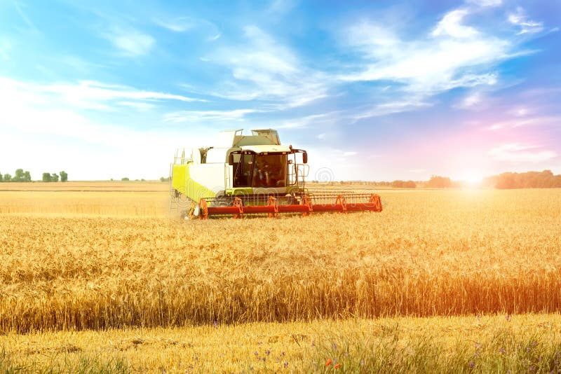 Жатка комбайна на пшеничном поле Стоковое Изображение - изображение  насчитывающей рост, ферма: 144304531