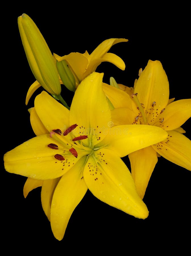Чёрно жёлтая Лилия