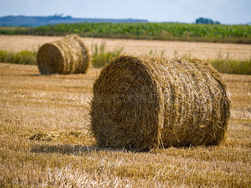 Стог сена имеет форму цилиндра с коническим. Цвет сена. Тюкони. Heaps of hay.