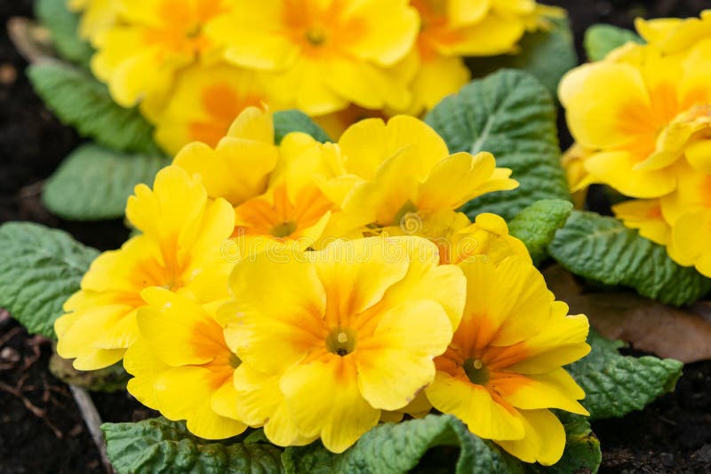 Primrose Yellow С†РІРµС‚