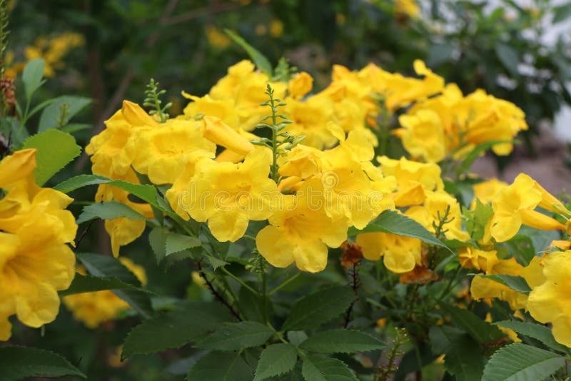 Желтый Олеандр Thevetia peruviana