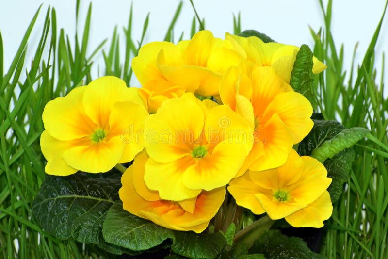 Primrose Yellow С†РІРµС‚