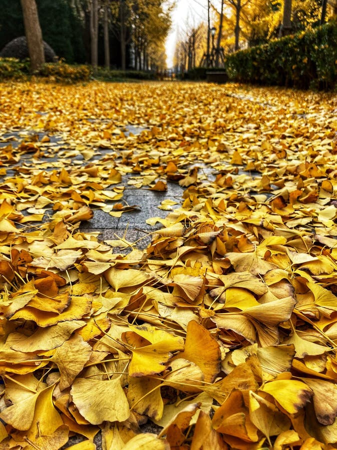 Желтый слайд презентации PowerPoint Ppt фона текстуры структуры района дома  на улице листового золота Стоковое Изображение - изображение насчитывающей  листво, падение: 205072705