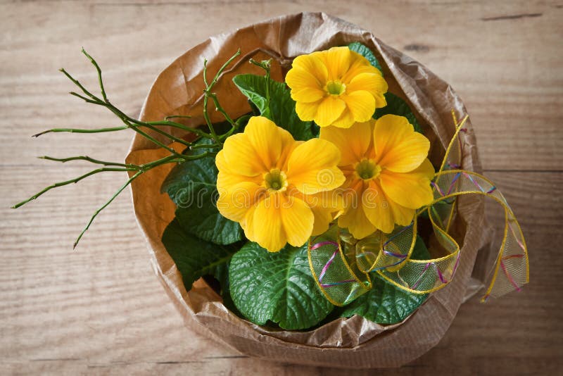 Primrose Yellow С†РІРµС‚