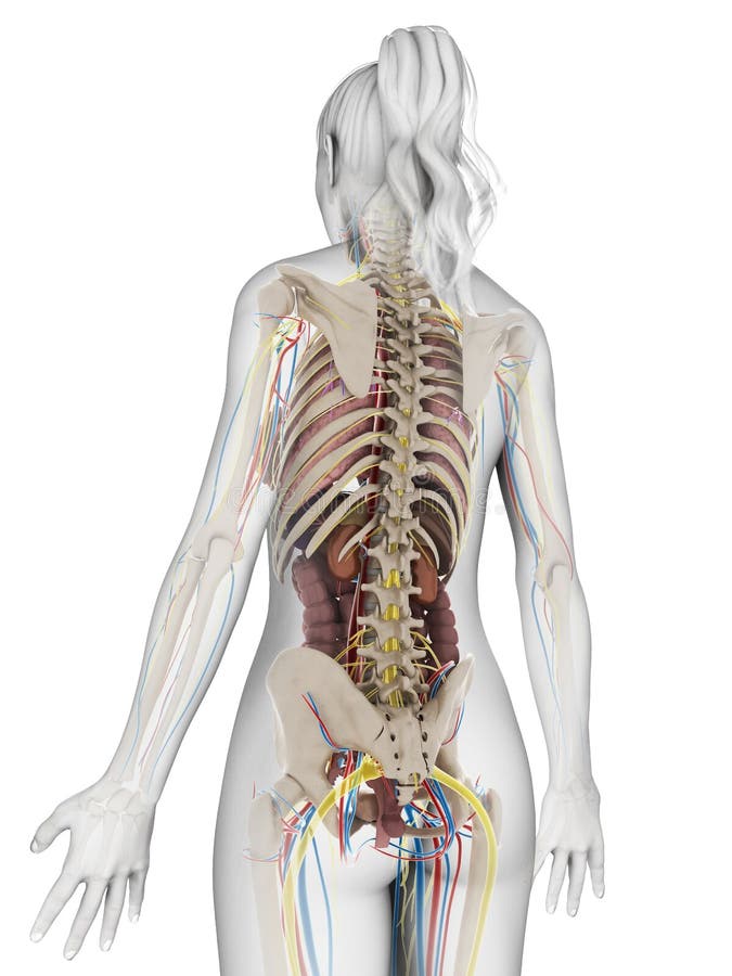 Органы в пояснице. Скелет человека со спины с органами. Скелет внутренних органов со спины.