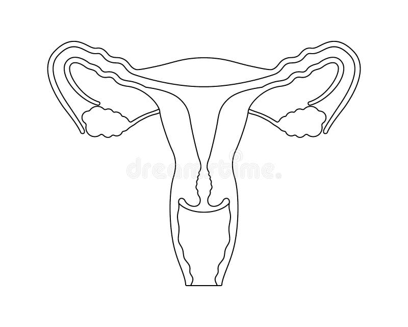 Здоровая женская половая система. Женская репродуктивная система иллюстрация. Женская репродуктивная система схематично. Женские репродуктивные органы рисунок.