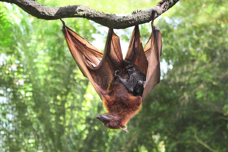 Indian flying fox adopt me. Indian flying fox adopt me. Крылановые. Мостик flying fox. Летучие лисицы рядом с человеком.