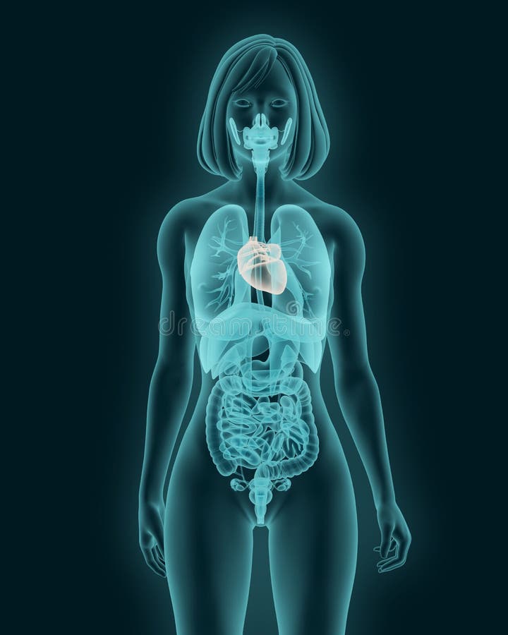 Рентген женщины. Рентген человека. Анатомия женского тела.