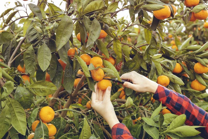 На дереве висят мандарины сначала. Citrus Абхазия Гагра. Мандариновый сад Абхазия. Дикий мандарин в Абхазии. Мандариновый сад Гагра.