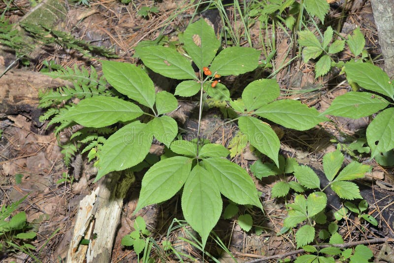 Growing american ginseng