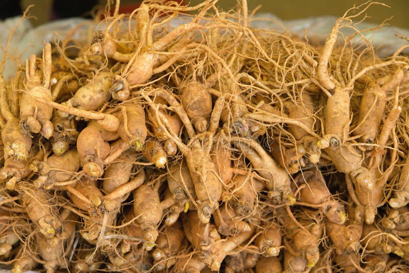How to find wild ginseng