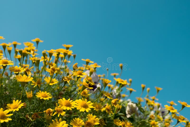 Луговые цветы желтые ромашки