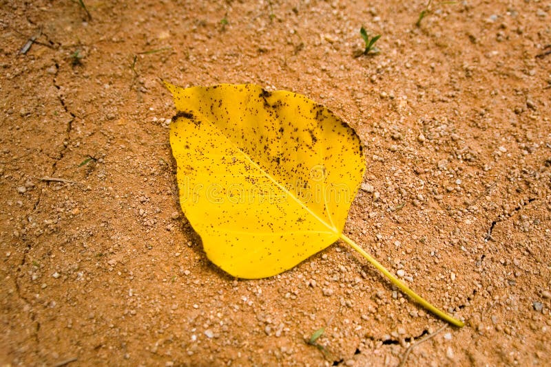 На земле лежат листки маленькие лопушки. Листья лежат на земле. Желтый лист на песке. Фото листики лежащего на земле. Жёлтый листок с кровью.
