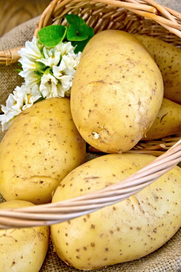 Желтые цветы картошка