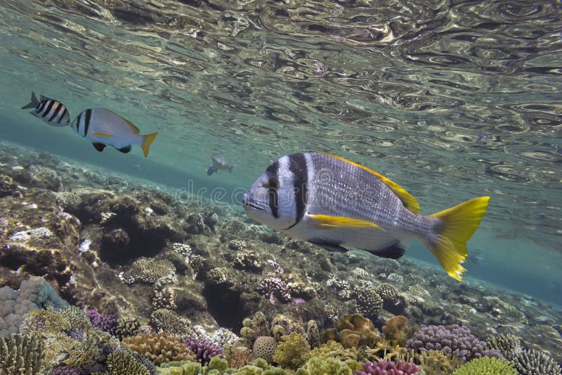 Красное Море Фото Под Водой Красное Море Фото Под Водой