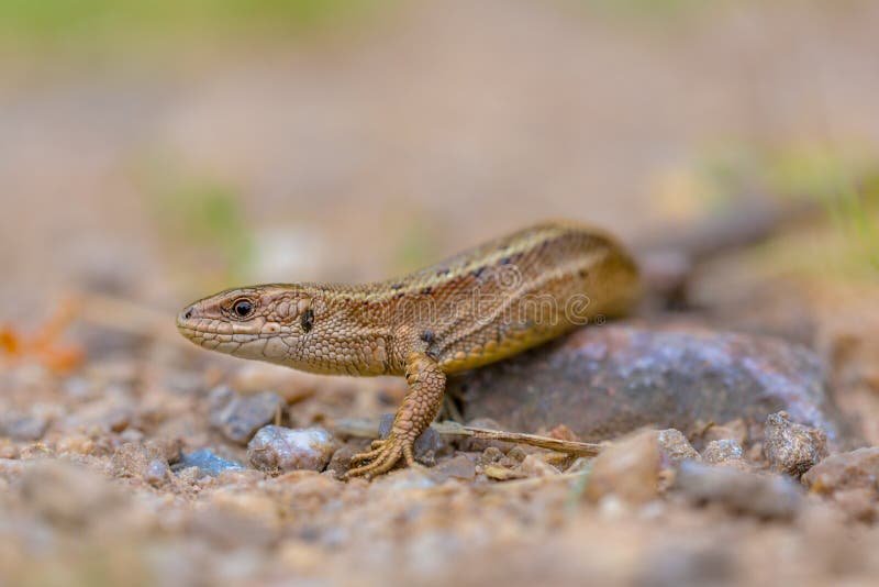 Живородящая ящерица (Zootoca vivipara). Живородящая ящерица (Zootoca vivipara) Blue Tong. Lizard body.