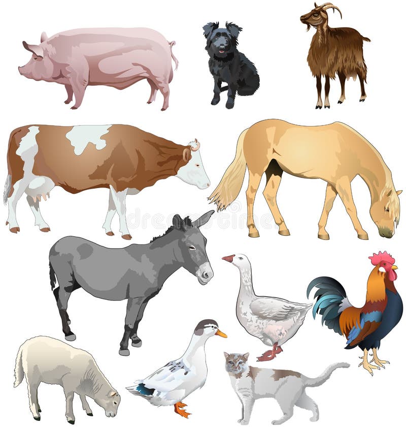 Корова свинья собака кошка. Домашние животные собака кошка корова коза лошадь. Корова овца лошадь. Иллюстрации домашних животных. Домашние животные на ферме.