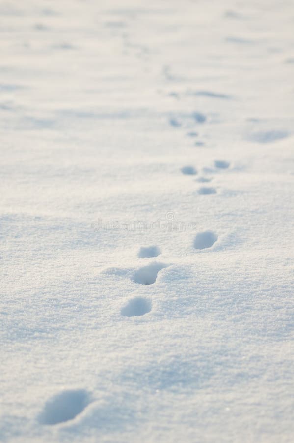 По алмазной скатерти снегов пробегают легкие ласки. Tracks in the Snow.