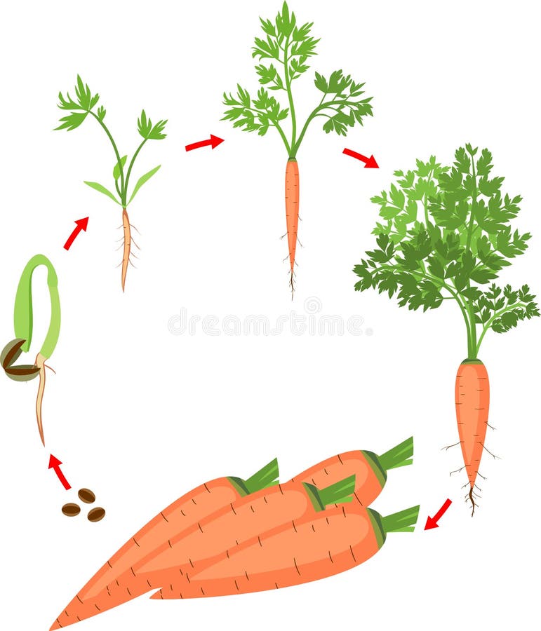 Роль моркови в формировании здорового организма у детей