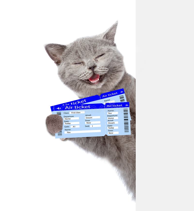 Купить билет на кошку. Кот с билетом. Билет с кошкой. Кот с документами. Билет на самолет для кота.
