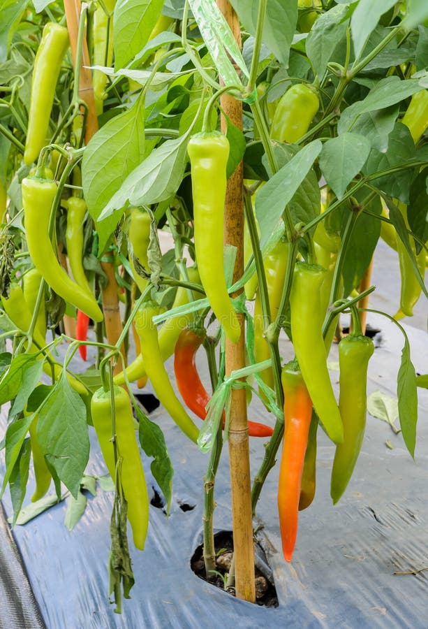Семена Сладкий перец Банановый баунти (banana bounty), 5 штук - купить в интерне