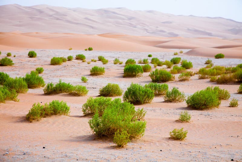 Пустыня растения пустыни Оазис. Liwa пустыня. Оазис в ОАЭ. Оазис Лива в ОАЭ.
