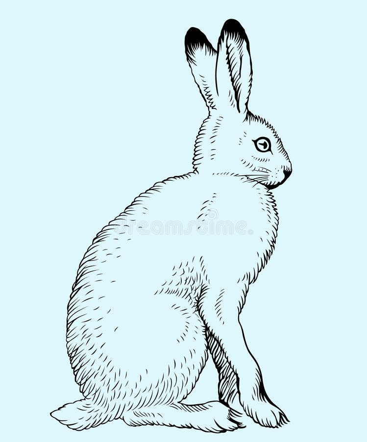 Заяц на задних лапах рисунок