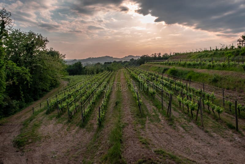 В честь какого растения область фриули. Италия виноградники Фриули Колио.
