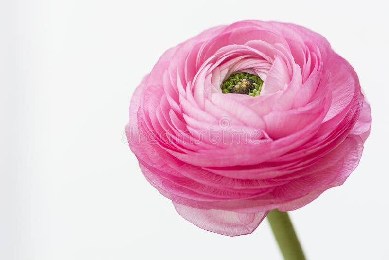 Ранункулюсы pale Pink
