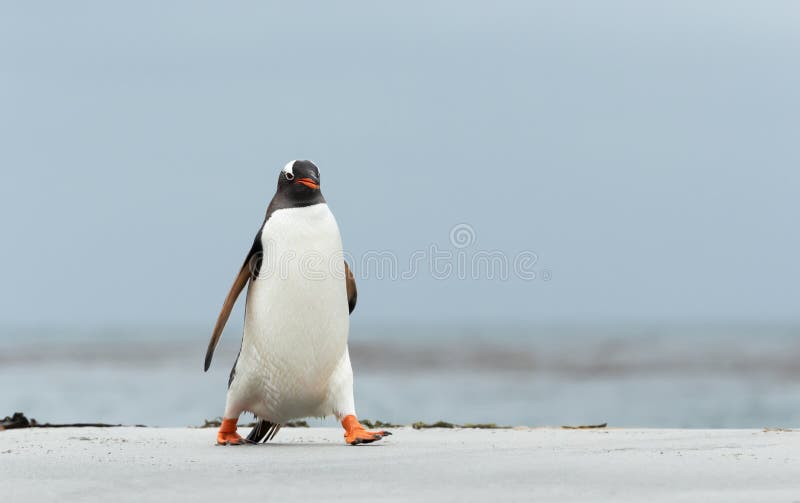 Пингвины идут с пляжа молча. Переворачиватель пингвинов профессия. Переворачивателем пингвинов.