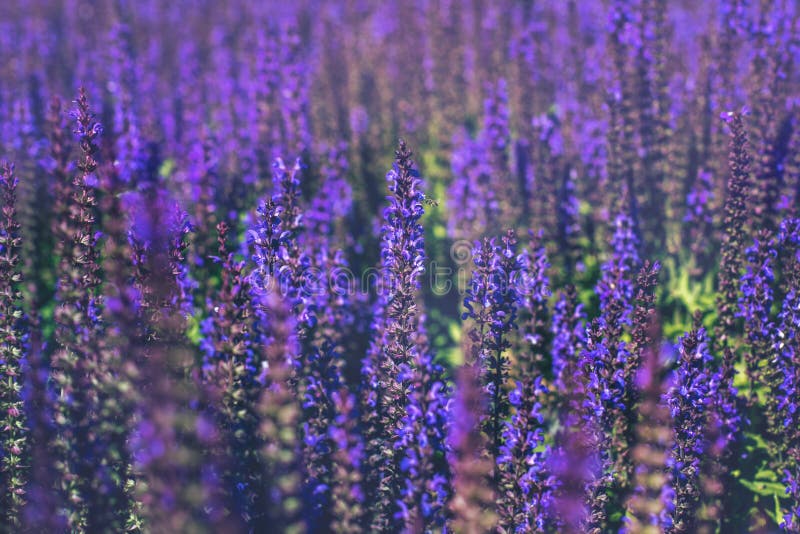 Шалфей Salvia Bumbleberry