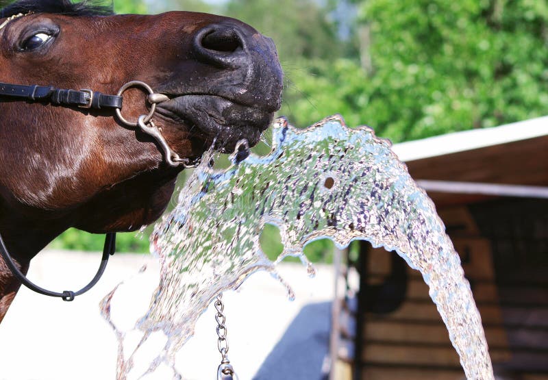 Конь пьет воду из ведра. Лошадь пьет чай