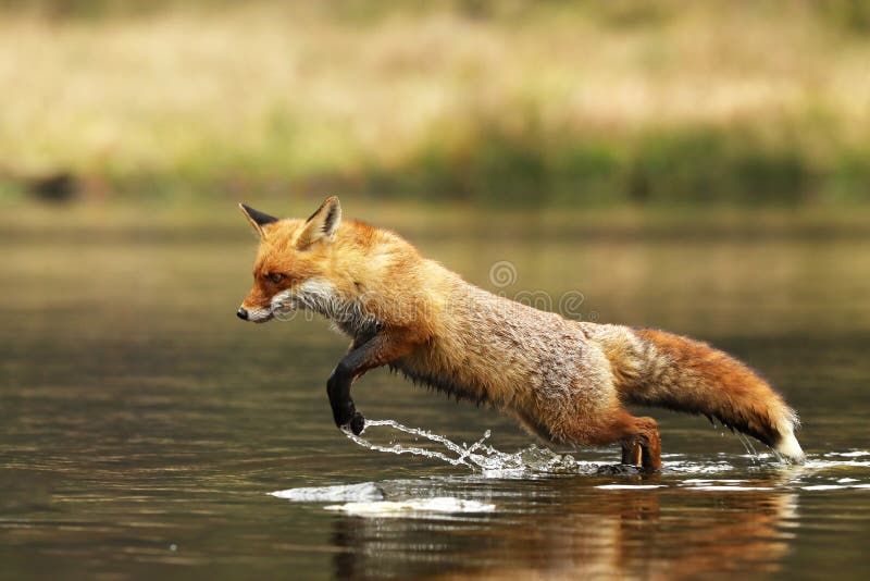 Лиса ловит рыбу. Лиса бежит. Лисица (река). Лиса бежит в профиль. Red Fox Running.