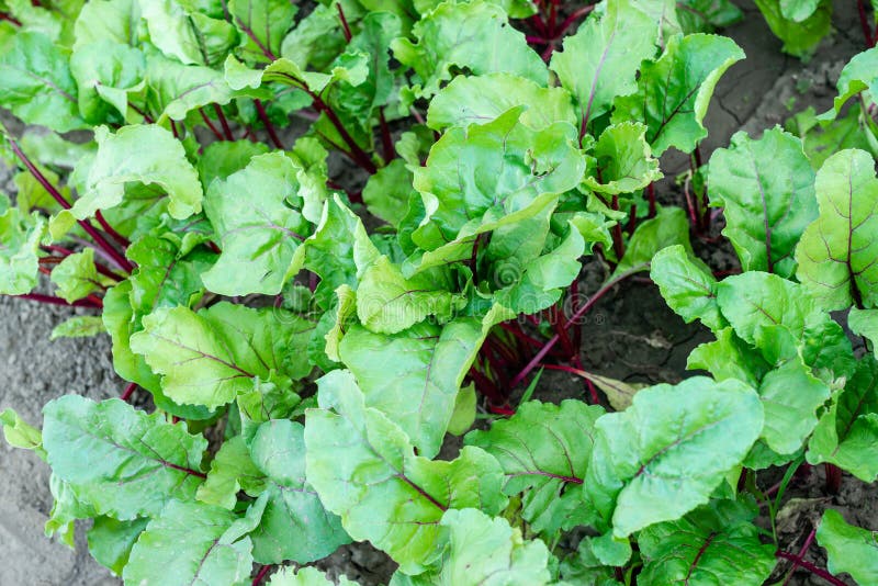 Fresh Organic Raw Leaves of Lettuce Beets for Salad on a Wooden Background. Stoc