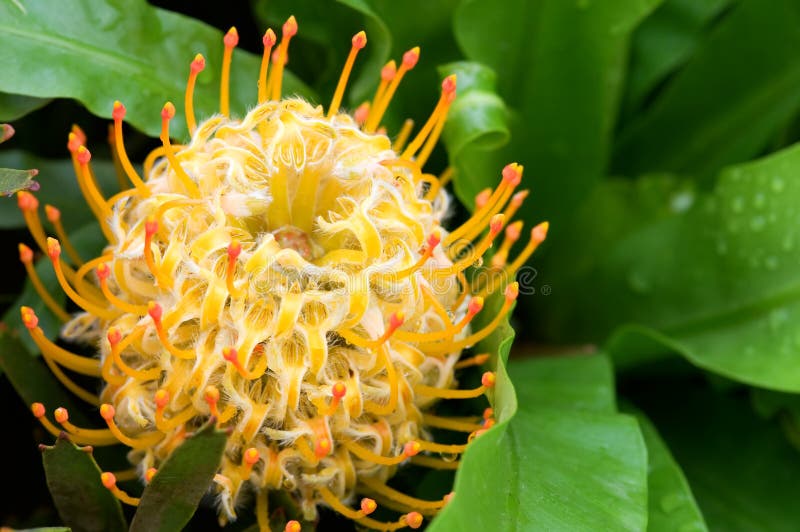 Pincushion Protea С†РІРµС‚РѕРє