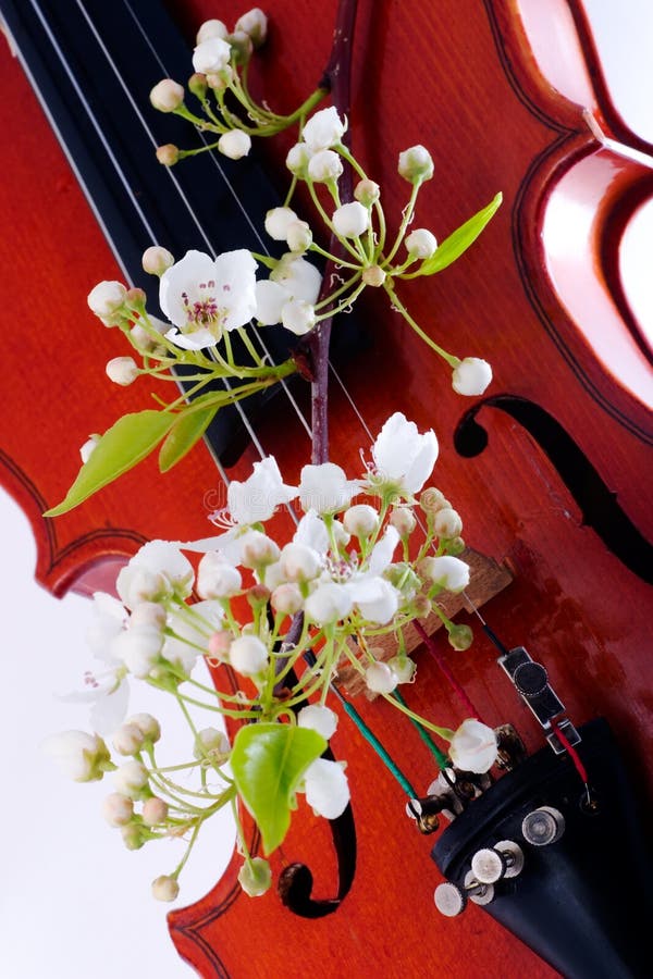 Скрипка и цветы. Скрипка и цветы картина. Весенняя скрипка