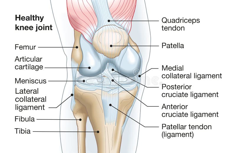 medicina ligamentelor articulare)