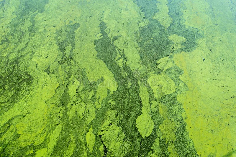 Водоросли на поверхности. Зеленая пленка на поверхности воды. Сине-зеленые водоросли из космоса течения. Водоросли на поверхности воды рисунок.
